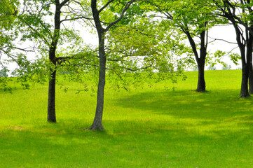 Obraz premium 新緑の樹木と木陰