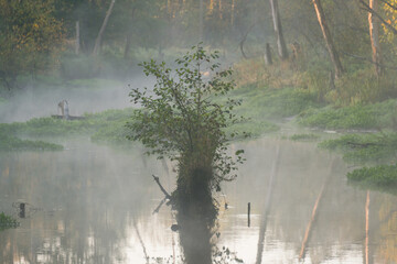 Poranna mgła unosząca się nad małą rzeką.