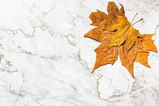 Autumn image/background. Tree leaves, Platanus × hispanica, on marble background.