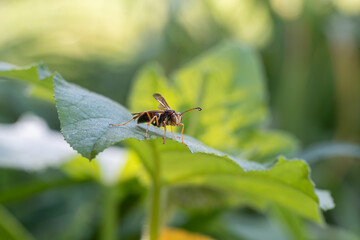 close up of a paper wasp on a pumpkin plant leaf 3