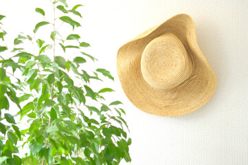 観葉植物と麦わら帽子