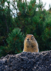 Gopher Beringi, in the Klyuchevskoy National Park, Kamchatka