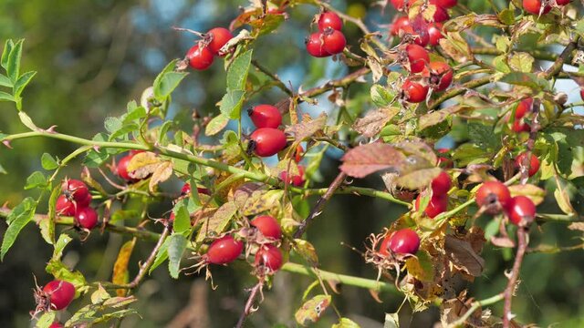 Dog rose bush with red hips