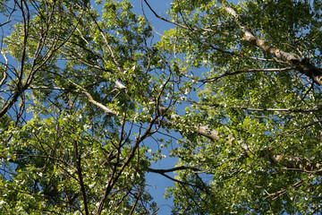 background of poplars branches with green leaves