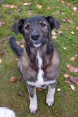 Homeless dog, Vagrant dog sitting outside watching staring at camera. The dog looking at camera of starveling puppy appeal a signal 'Do you have some food for me?