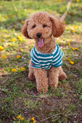 タンポポの咲く野原を散歩するトイプードル