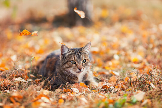 cute striped cat sitting in the autumn garden surrounded by Golden and yellow fallen leaves