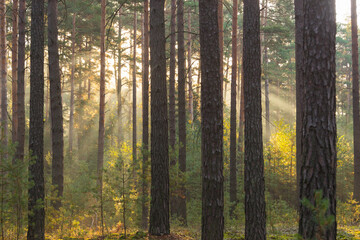 Sosnowy las osnuty poranną mgłą.