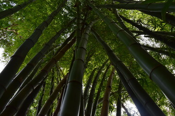 Ancestral bosque de bambu verde