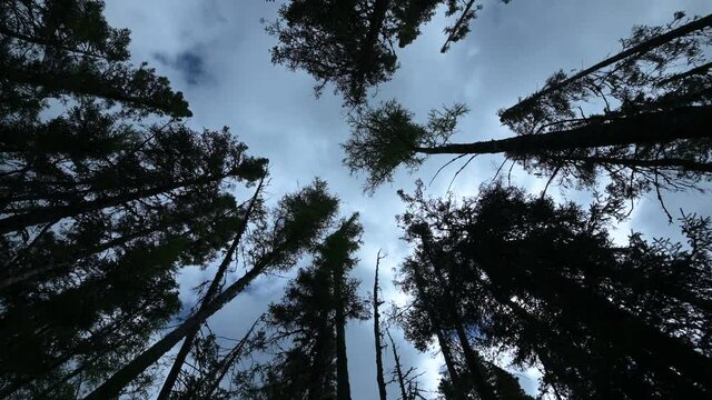 Looking straight up through tall, silhouetted spruce, pine, and larch trees into a blue sky with blueish gray clouds moving slowly through the sky.
