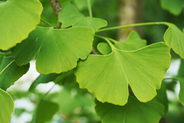 Green fresh gingko leaves at the tree