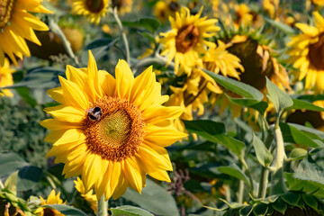 Farm, Agriculture, Germany - The bloom of a bright yellow sunflower is visited by a bumblebee in a field near Marburg.

