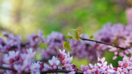 heart shaped leaf on tree