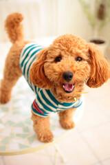 ガーデンルームでＴシャツを着たトイプードル