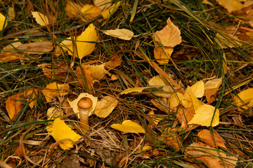 Young edible mushroom on the background of fallen leaves in the forest early in the morning.
