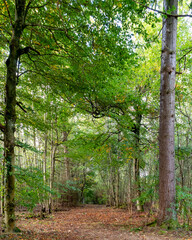 Obraz premium Waldweg