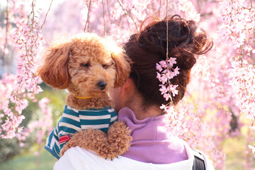 桜の咲く公園で女性に抱っこされたプードル