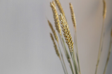 close up of ear of wheat on white background. dry flower.