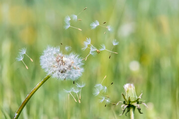 Pusteblume