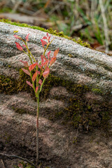 Blume vor Stein