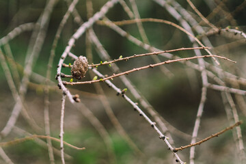 Winter plants, cone, early spring, wallpaper, conifer