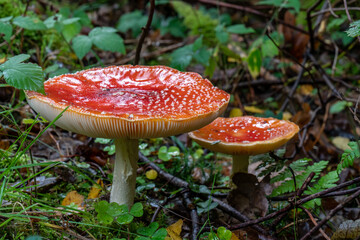 Pilz im Wald