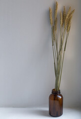 yellow wheat in brown vase on white background. dry flower in interior