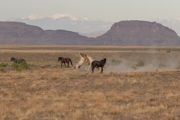 Wild Horses in Spring in the Utah desert