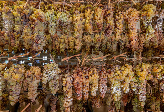 Bunches of grapes are hung in various rows to wither, for the production of the famous vin santo, Tuscany, Italy