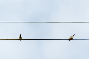 V&ouml;gel auf Stromleitung