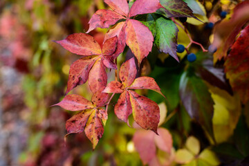Red leaves of a wild grapes. Autumn leaves of wild grapes with blurred background. Autumn background. Selective focus