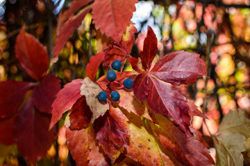 Red leaves of a wild grapes. Autumn leaves of wild grapes with blurred background. Autumn background. Selective focus