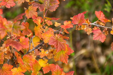 Colourful Autumn Leaves