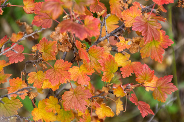 Naklejka na ściany i meble Colourful Autumn Leaves