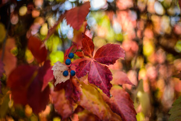 Red leaves of a wild grapes. Autumn leaves of wild grapes with blurred background. Autumn background. Selective focus