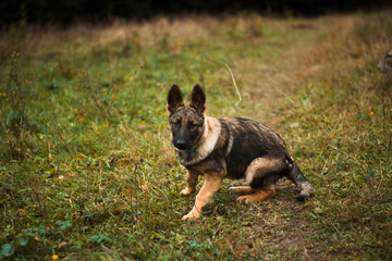 Restless and courious german shepherd puppy in rainy autumn weather nature