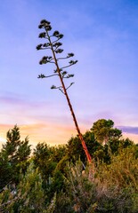 fleur de plante grasse, Ibiza