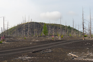 Dead Forest, Kamchatka Peninsula, Russia