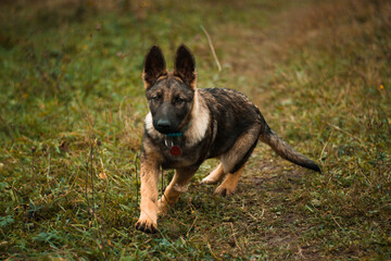Restless and courious german shepherd puppy in rainy autumn weather nature