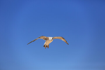 seagull in blue sky
