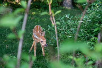 Young fawn alone in  the wild