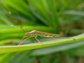 grasshopper on a leaf