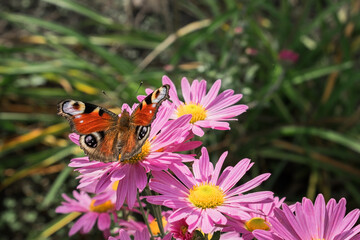 a beautiful butterfly sits on a pink chrysanthemum in the garden