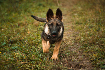 Restless and courious german shepherd puppy in rainy autumn weather nature