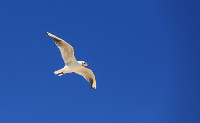 seagul fly in clear blue sky