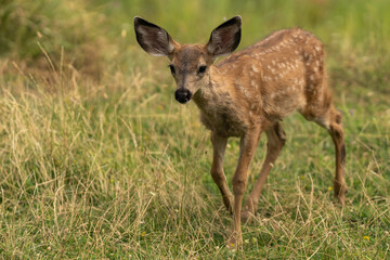 White-tailed Deer Cute Baby Fawn.