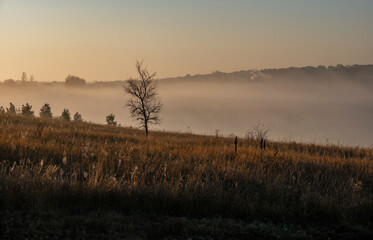 foggy morning sunny landscape with tree and grass