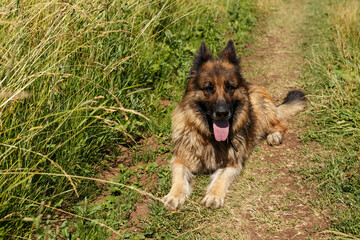 German shepherd dog lies in a field on the road in green grass. The dog stuck out its tongue from the heat.