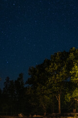 Fototapeta premium night sky with stars over trees