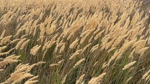 The reeds flutter in the strong wind. Steppe grasses in an autumn overcast field bend under a hurricane. bad weather. Storm wind in the Rostov region of Volgodonsk, Russia. Copy space